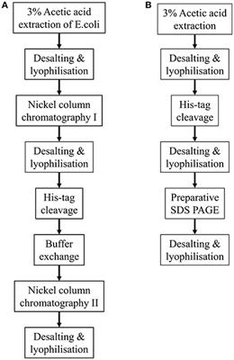 Preparative SDS PAGE as an Alternative to His-Tag Purification of Recombinant Amelogenin